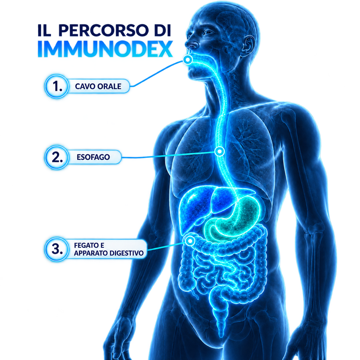 Il percorso di Immunodex: cavo orale, esofago, fegato e apparato digestivo